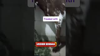 Post parturient udder oedema جانور کے حیوانے میں پانی کا بھر جانا #cattle #cattledisease #vet