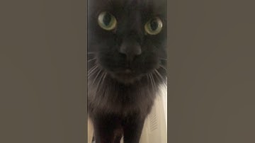 Meet Java Beans 🐈‍⬛ #JavaBeans