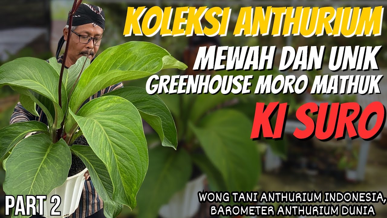THE ANTHURIUM COLLECTION FROM GREENHOUSE MORO MATHU IS LUXURY AND UNIQUE #part2