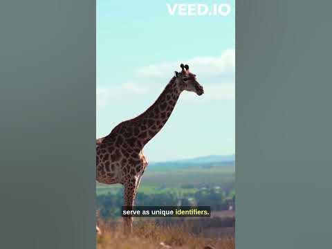 "Experience Nature's Skyscrapers: Meet the Giraffes! 🦒 - YouTube