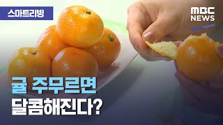 [스마트 리빙] 귤 주무르면 달콤해진다? (2020.12.10/뉴스투데이/MBC)