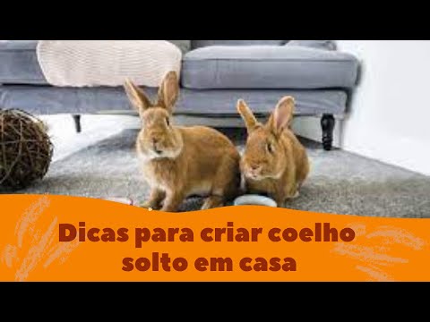 Vídeo: 3 maneiras de prevenir vermes em cães