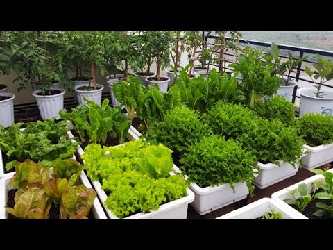 Video: 9 Loại Rau Mà Ngay Cả Một Người Mới Làm Vườn Cũng Có Thể Trồng