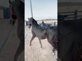 خيل اسمر روعه خيل اسمر روعه