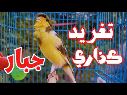 تغريد طائر كناري جبار يحفز الذكر ويهيج الأنثي ل قمة الابداع لتسميع الفراخ   