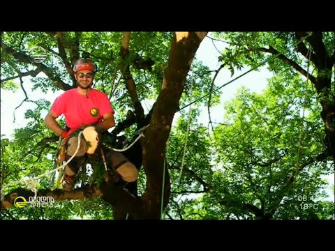 არბორისტი - ხეების ექიმი