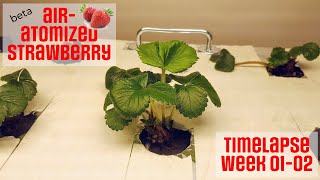 Strawberry timelapse - week 01 and 02