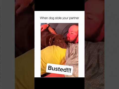 Dogs being idiots part 197: Dogs stole your partner #funnydog #funnypet #cutedog #dog #pets #shorts