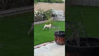 #alert #alert #cat #pug #tomandjerry #reality #today #woofwoof #meow