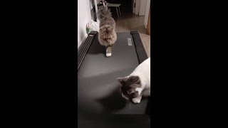 Коты учатся бегать на беговой дорожке / Cats on trainer treadmill