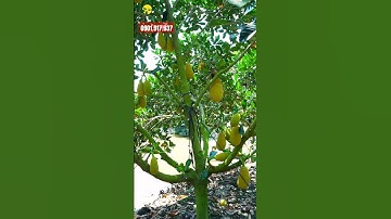 Để Cành Như Này Bán Trái Quanh Năm CHỦ VƯỜN GIÀU TO #sieuthicaygiong #welofarm #caygiong