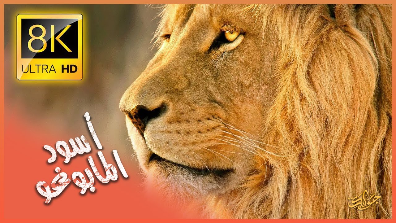 عبر صفحات التاريخ المرعب، ولدت أشرس أسود أفريقيا، أسود المابوغو الأقوياء.