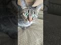 send this to a person who likes cats #foryou #cat #jesus #nature #trending