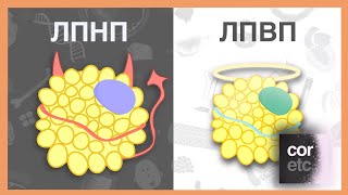 Плохой холестерин и хороший холестерин (ЛПНП, ЛПВП)