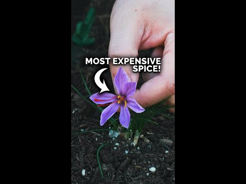 Video: Unusual flowers: saffron (crocus)