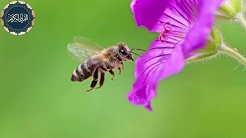 سورة النحل| أحمد العجمي | Surah An-Nahl | Ahmed Al Ajmi #تلاوة #راحة_نفسية #تلاوة_عطرة#سورة_النحل