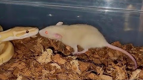 Rat Comes Face To Face With A Hungry Snake - Warning Live Feeding