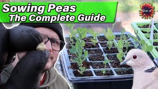 The Complete Guide To Growing Peas // Sugar Snap, Mangetout, Petits Pois Plus Dramatic Dove Rescue!