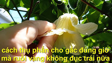 cách thụ phấn cho gấc chuẩn nhất  để đậu quả  cực  nhiều !