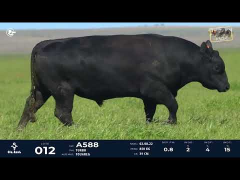 LOTE 12   TAT A588 M Angus