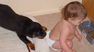 Rottweiler Dogs Protecting and Playing With Babies Kids Compilation  - Dog protects owners Videos