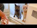 お風呂で泡まみれになった子猫の反応が意外すぎた…