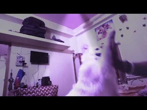 Spitz dog play with owner