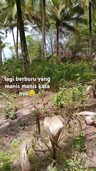 panen kelapa