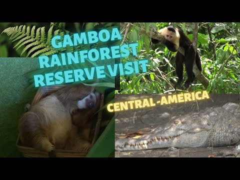 Gamboa Rainforest Reserve, Panama Central America!