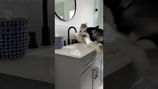 Husky Crashes Cats Sink Throne Session Tongue Out Chaos & Epic Standoff