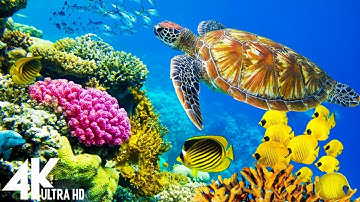 3 HOURS of 4K Underwater Wonders + Relaxing Music - Coral Reefs & Colorful Sea Life in UHD