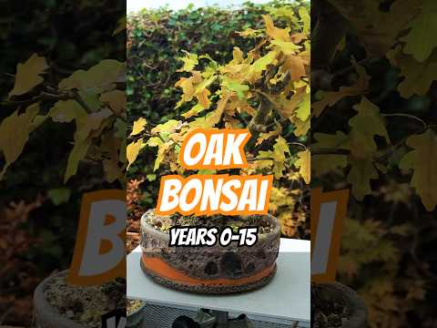 Oak Bonsai: Years