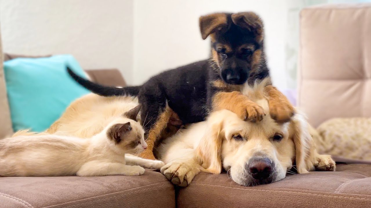 Pin On Cute Animals
