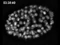 Learning from worms: Development of C. elegans