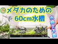 【メダカ】水換えの要らない水槽でメダカを楽しもう（底面フィルターで立ち上げるメダカのためのLow水槽）