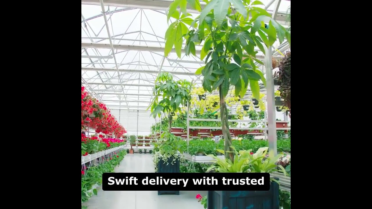 🌿 Более экологичные дома, более счастливые растения — история NurseryLive! 🌿