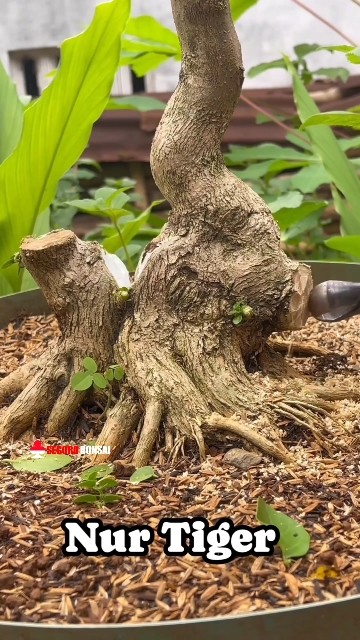 💥Memperbaiki gerak dasar bahan bonsai sancang ✂️ || Mr. Nur Tiger