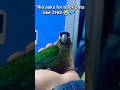 When your bird's love language is back pats 😴🐦#GreenCheekConure #BirdTrust #PetBond #Shorts