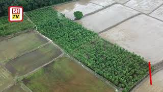 Kebun ketum seluas lebih 100 hektar