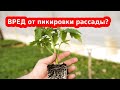 Как правильно пикировать томаты// Видео о пикировке томатов, рассады перца, баклажан