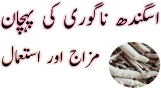 Asgand Nagori Ke Fayde In Urdu | Mizaaj Aur Istemal