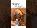 干ばつで脱水症状のアルマジロに水をあげた結果