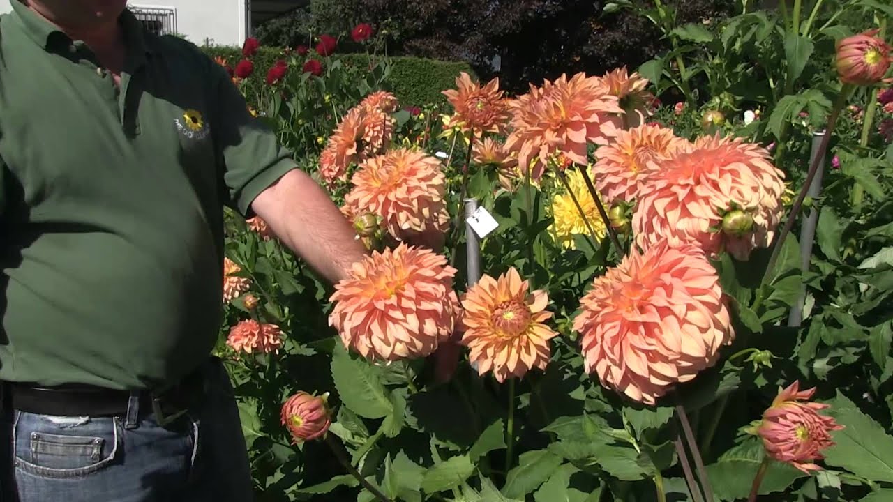 Sommerblumenzwiebeln Pflanzen Achtung Diese