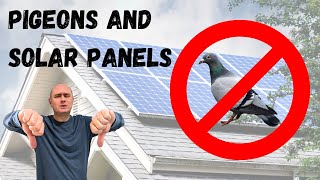 Pigeons and Solar Panel Don