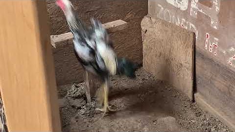 Tsi yug qaib ntau taub hau lawm.