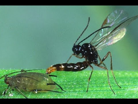 que come avispas parasitoides que come avispas parasitoides