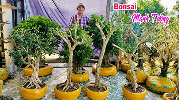 Bonsai MẠNH TƯỜNG 26/7 chào bán cây Nguyệt Quế lá xoắn hoa chùm có nhiều dáng đẹp