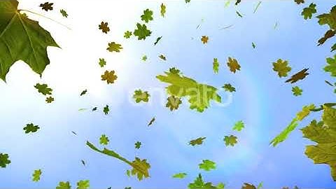 Maple Leaves | Motion Graphics - Envato elements