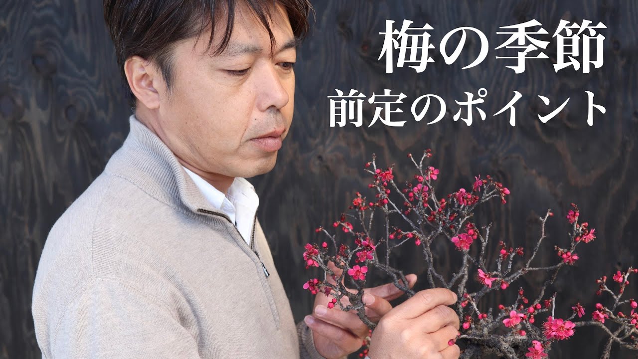 Plum season: key points for bonsai beginners - YouTube