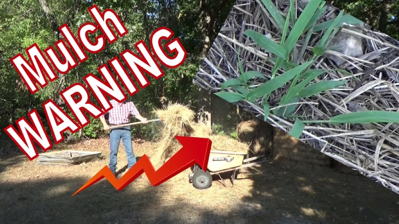 Warning, Don't Mulch A Garden Until You See This! 8252022 YouTube